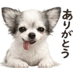 SumiSumi Kaori Stamp 2