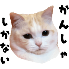 kabuchan_20260324152644