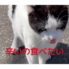 shinichi_20260324134608