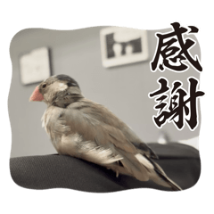 micoto_20260324133914