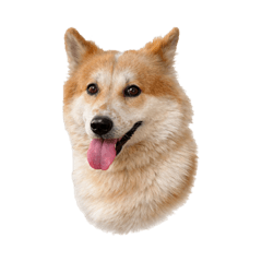 What kind of Bangkaew is it?