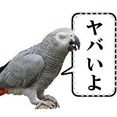 Conversation with a parrot