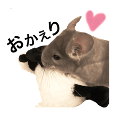 chinchilla mo-to
