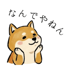 Daily Life of a Cozy Shiba Inu