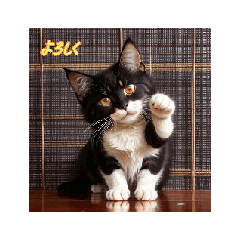 CAT CLUB_20260324181048