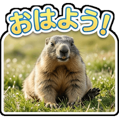 Marmot Realistic Friends JP