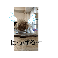 koma0921_20260324202727