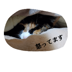 MIKANYAsan_20260324204528