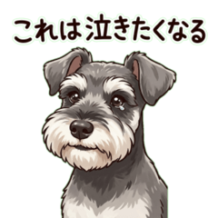 Miniature Schnauzer Greeting 03