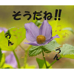 kikosan_20260324215852