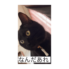 siori0603_20260324221143