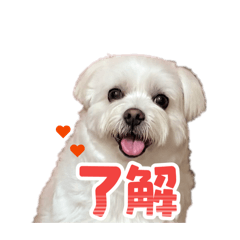 himari_20260324221042