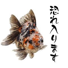 kingyoNippon_20260324180023