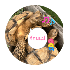 Turtle_20260324173859