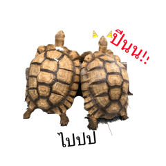 Turtle_20260324174338