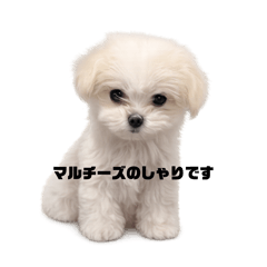 momo_20260324210415