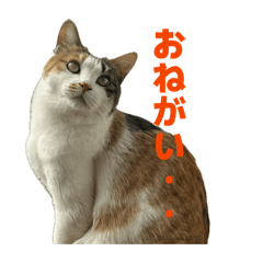 Kotarou_20260324214947