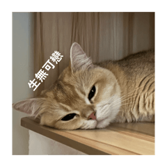 請輸入標題,可使用全型