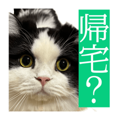 omocchi_20260322132409