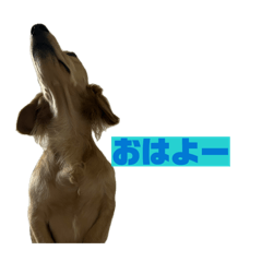 kukio_20260325091929