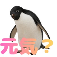 Daily Life, Extra Silly