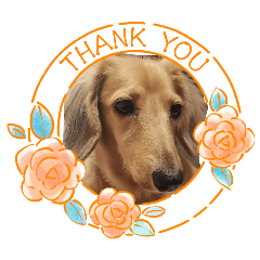 asari_ducks2026spring