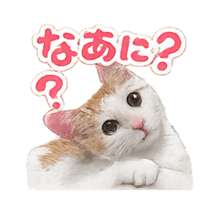 tunamayo_20260325130311