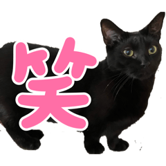 nekotarou_20260325132526