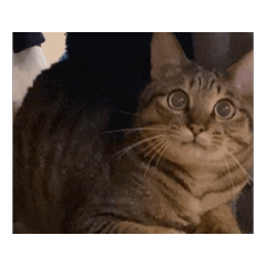 y.neko_20260325141823