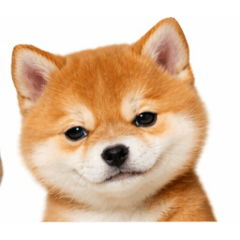 souyuudayo_20260325134714