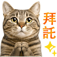 【台湾語】猫写真❤キジトラ・キジ白猫♪