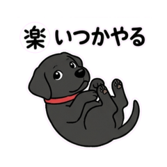 Labradors lazy daily life