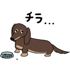 Tha laid-back daily life of a dachshund