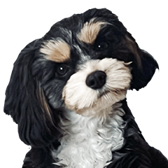 Love Dog YK