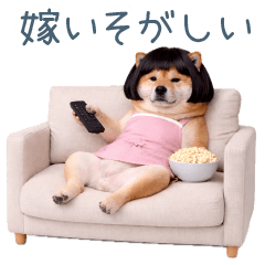 A Shiba Inu Wife for Her Husband