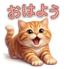 Daily Life of a Ginger Kitten