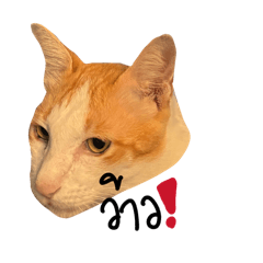 Baitoey_20260325124357