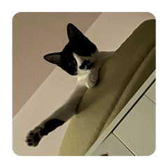 小鬍子的寫真照