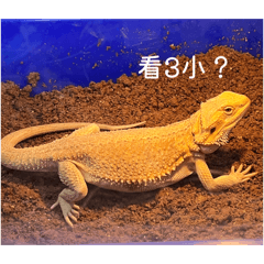 瑪利歐毛毛