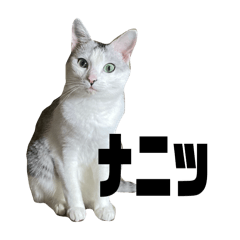 omame_20260325150414