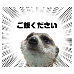 arare_20260325154323