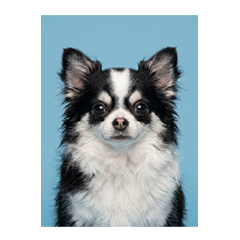 寫真吉 - 吉娃娃大頭照集合