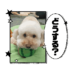 Toypoodle Belle_20260326041957