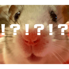 Kogitaro_20260325192255