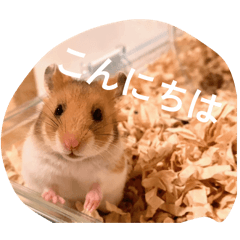 masa ponpon_20260325201310