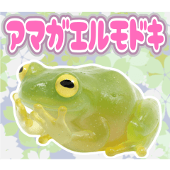 Squishy & See-through! Glass Frog Life