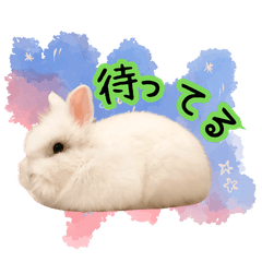 Oto s pets The rabbit and the chinchilla