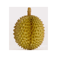 榴槤 麝香貓果 動態貼圖 1