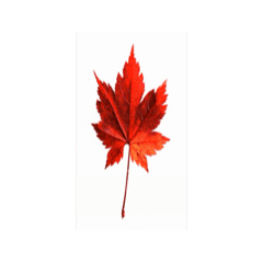 紅色楓葉動態貼圖1