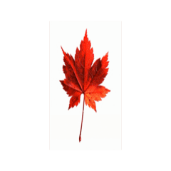 紅色楓葉動態貼圖